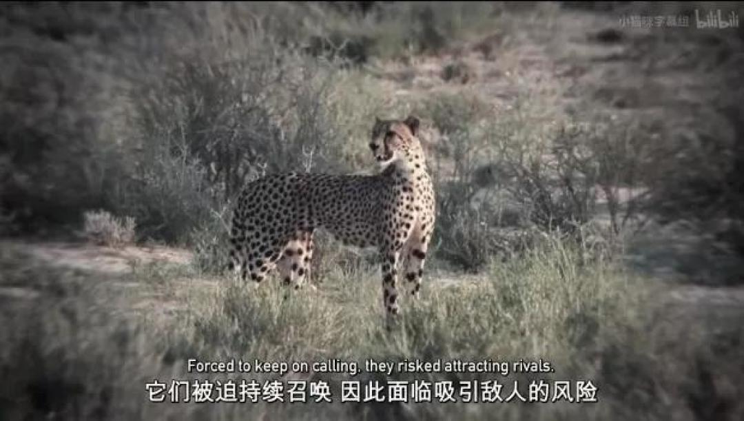 豆瓣 9.2分,人类宅家这一年,它们变成地球主角,却悄悄治愈了亿万网友的心