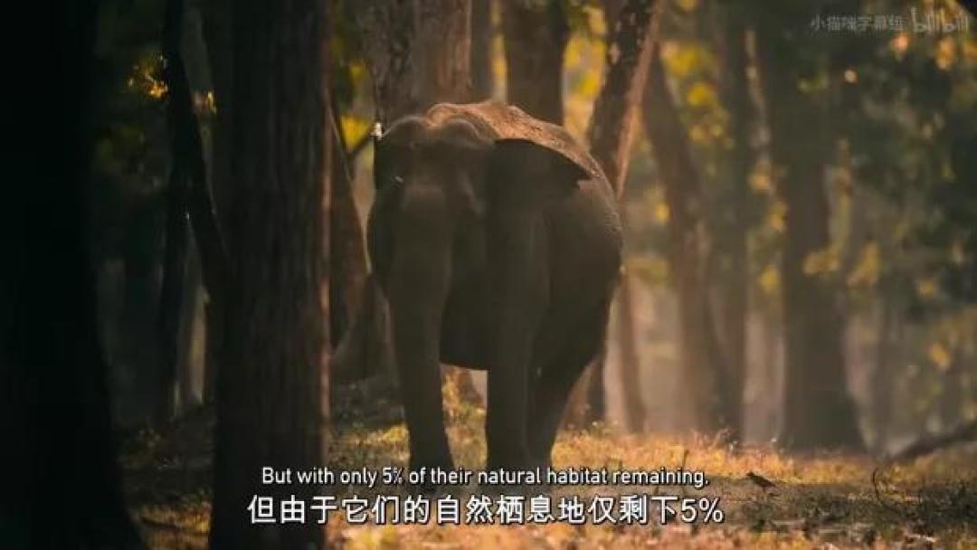 豆瓣 9.2分,人类宅家这一年,它们变成地球主角,却悄悄治愈了亿万网友的心