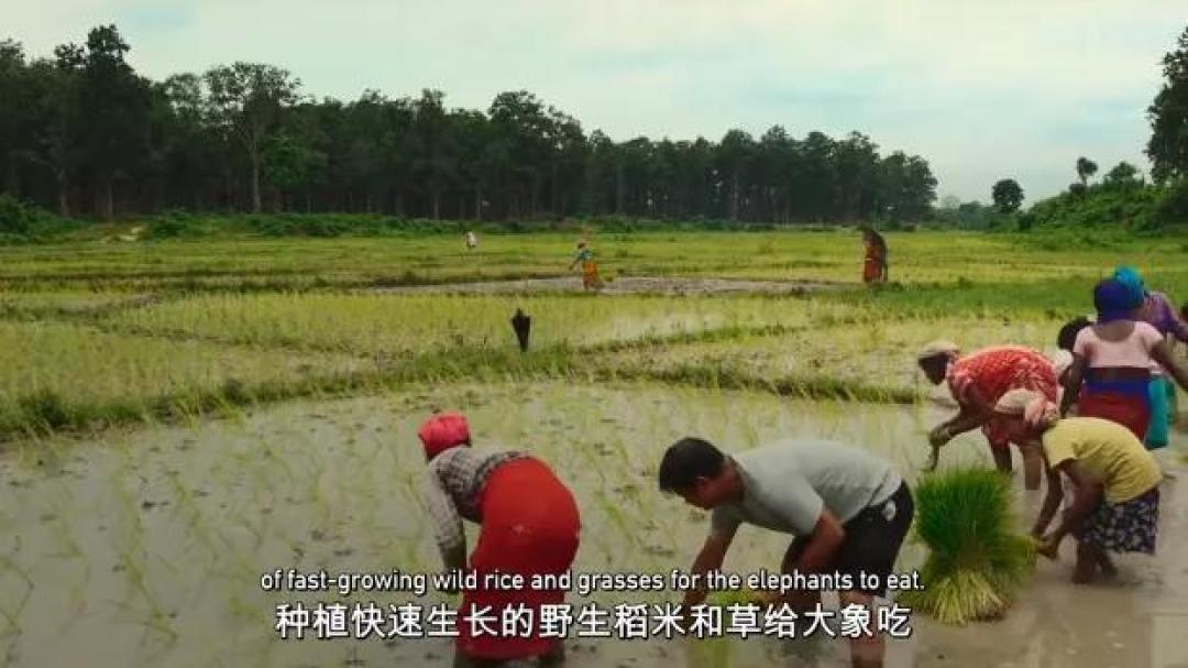 豆瓣 9.2分,人类宅家这一年,它们变成地球主角,却悄悄治愈了亿万网友的心