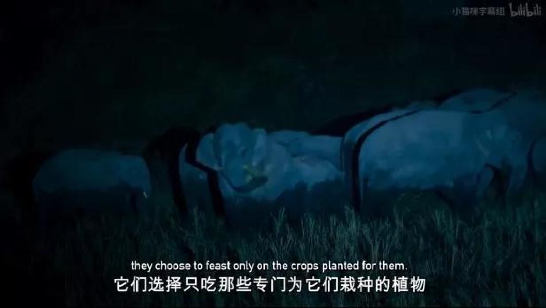 豆瓣 9.2分,人类宅家这一年,它们变成地球主角,却悄悄治愈了亿万网友的心