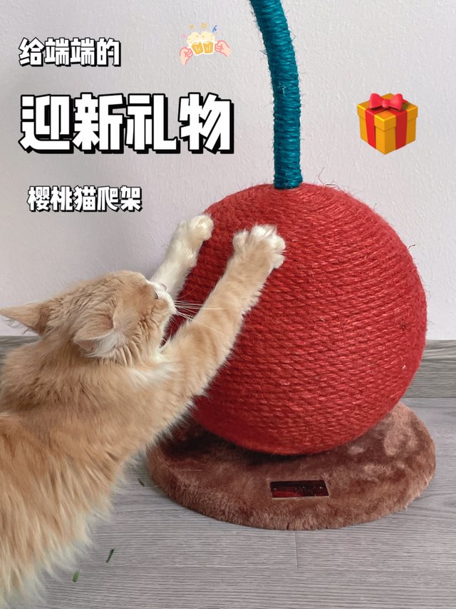 未卡樱桃猫爬架｜端端的迎新礼物