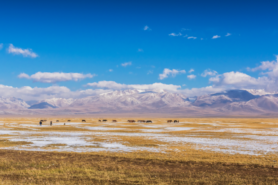 青藏高原可可西里地区再现巨大垃圾带,紧邻公路臭气熏天