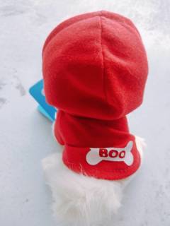 谁还没个小可爱——boo小美犬