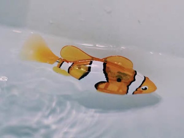 遇水激活，自由沉浮，犹如真鱼