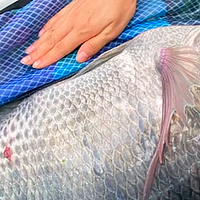 广东一男子钓获“巨型”罗非鱼，80岁老钓友：“我都没见过”