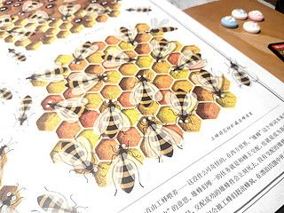 这是本关于蜜蜂王国的手绘图文百科