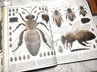 这是本关于蜜蜂王国的手绘图文百科