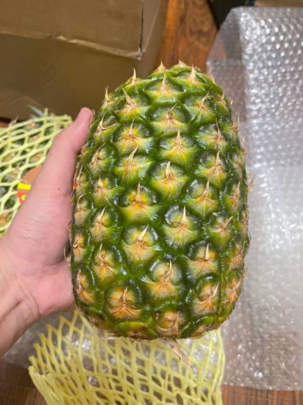 吃起来酸酸甜甜的,口感非常好,而且凤梨榨汁后加盐饮用,可以缓解中暑