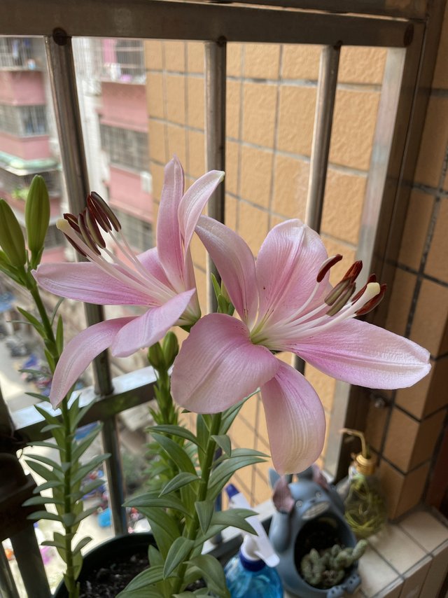 特好养！姹紫嫣红开满园的百合花