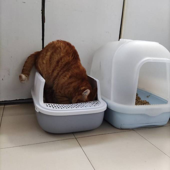 洁客猫砂