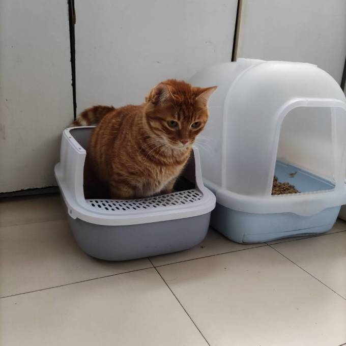 洁客猫砂