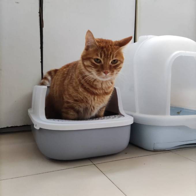 洁客猫砂