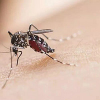 防蚊篇二：室外驱蚊产品都有什么，让我们来个夏季防蚊大作战！