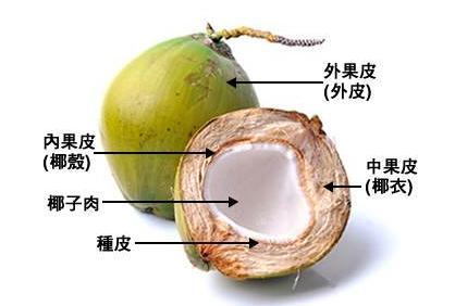 椰子的构造说明图图片