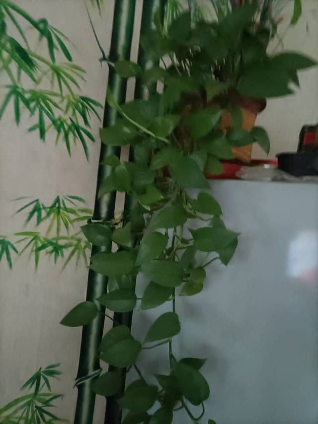养植吊兰的体验