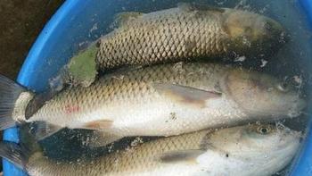 夏季用玉米野钓鲤鱼草鱼，出钓前不妨先加一物，有效提升诱鱼效果