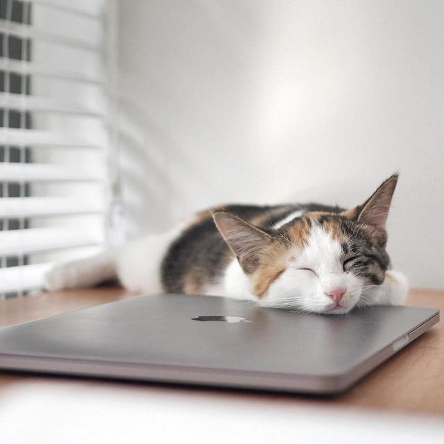 六月厨房——收养流浪猫，嘉蓝kanablu猫粮选购晒单