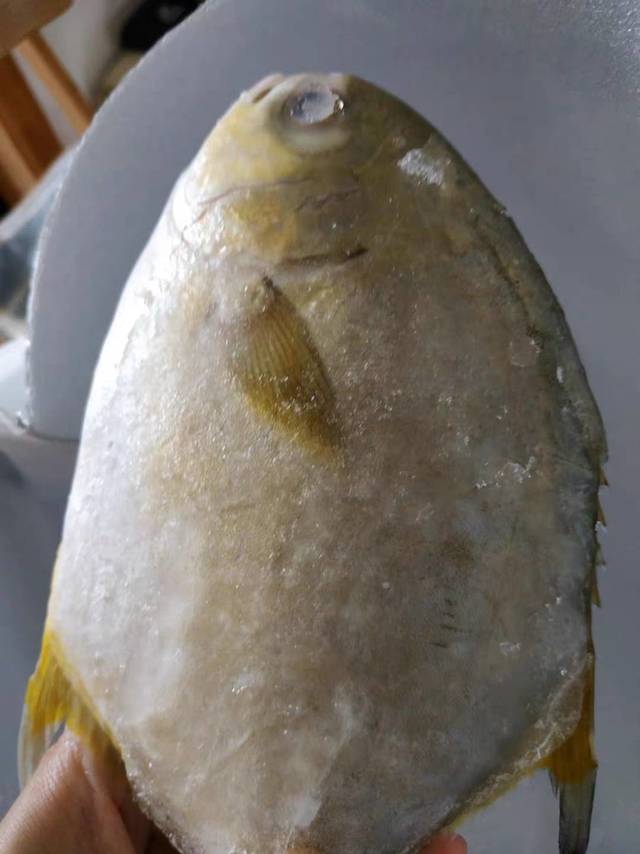 鱼