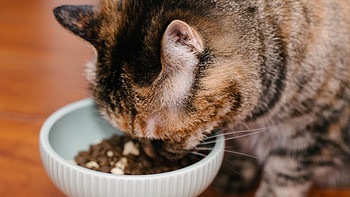 你知道怎么挑选适合主子的猫粮吗？