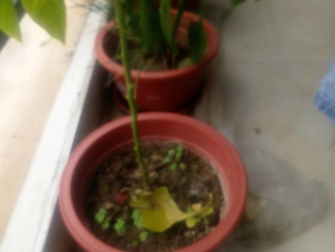花盆