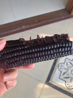 黑玉米 