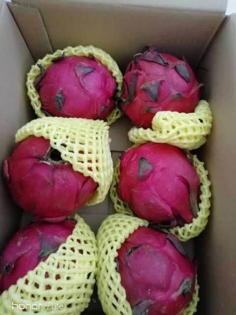 火龙果