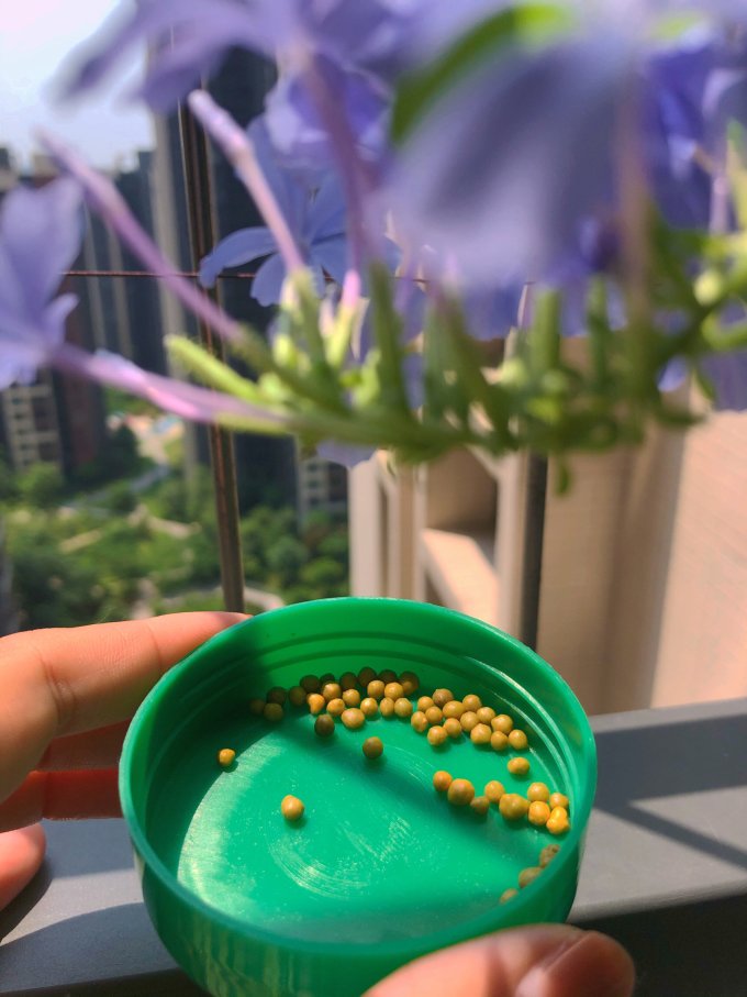 美乐棵鲜花绿植