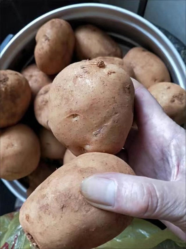 土豆