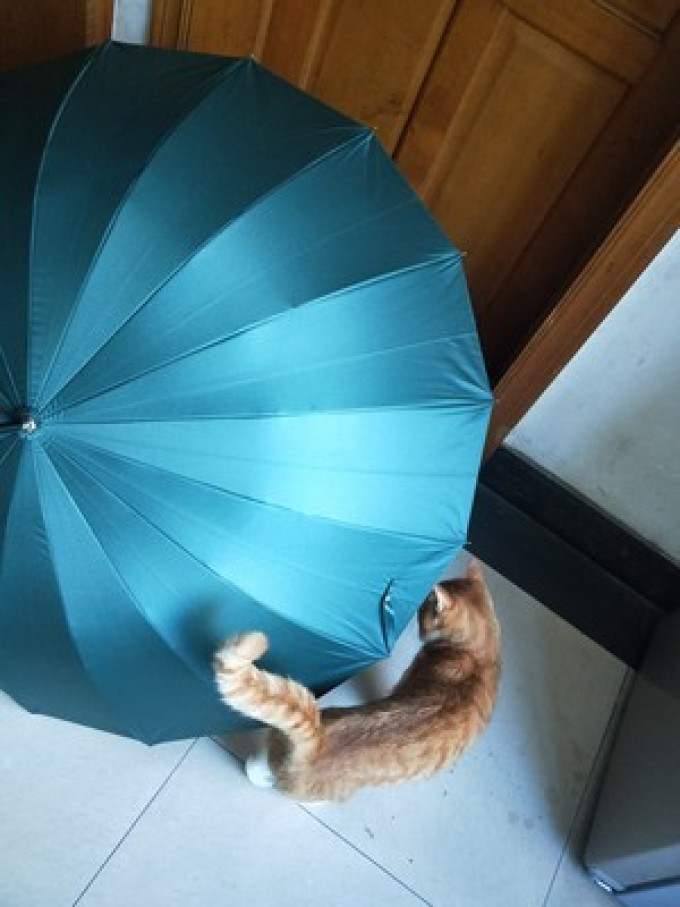避风湾雨伞