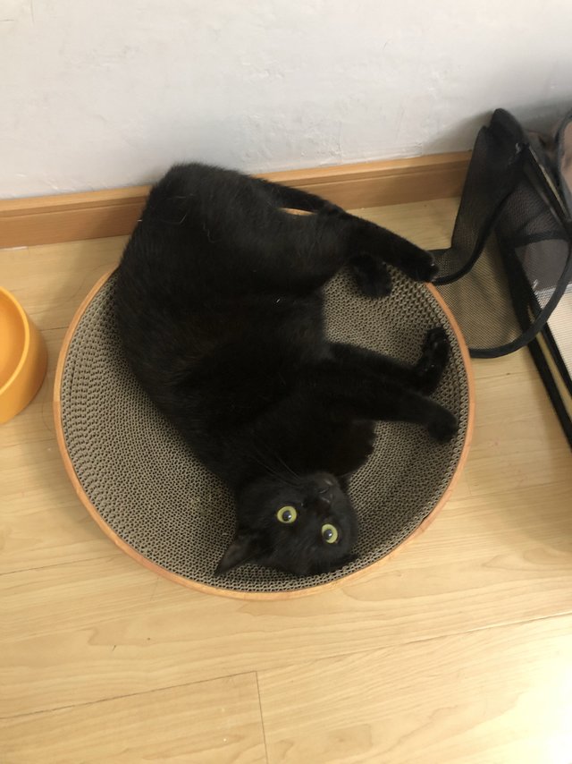 猫猫最爱的猫抓板