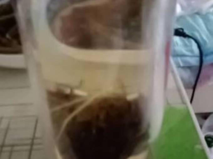 蜜雪冰城花果茶