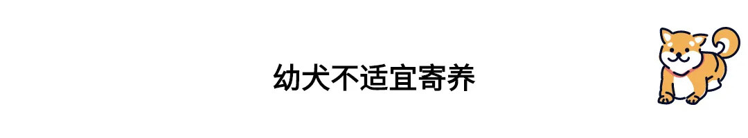 养狗指南速递——“是不是养了狗就失去自由了？”