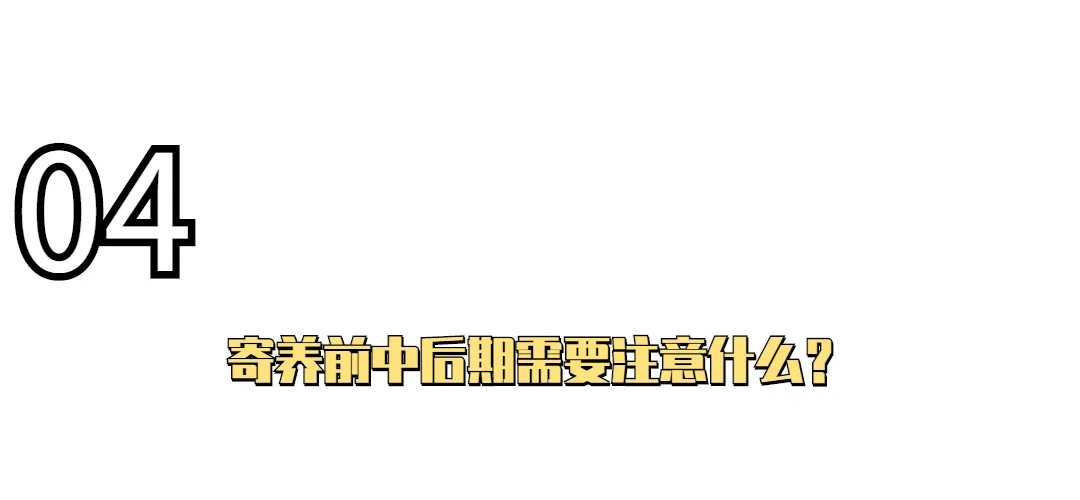 养狗指南速递——“是不是养了狗就失去自由了？”