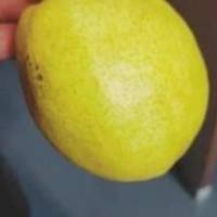 新疆香梨