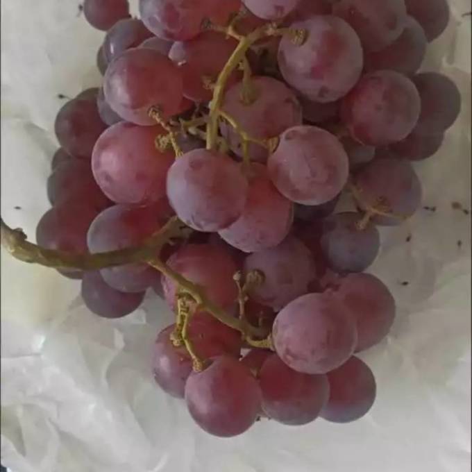 新鲜水果