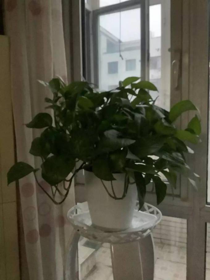 开路驰花盆