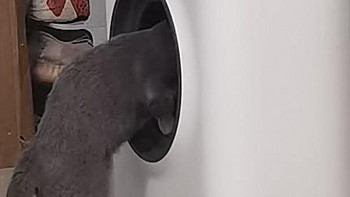 生活向 篇四：新一代滚筒洗衣机——鸟语花香Ameifu智能猫砂盆首发测评