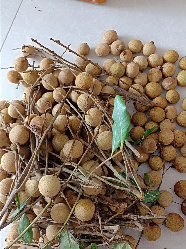 桂圆