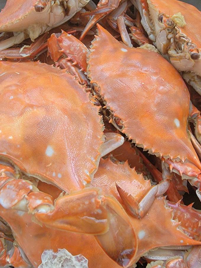 又到了梭子蟹自由的季节啦赶紧大快朵颐啊