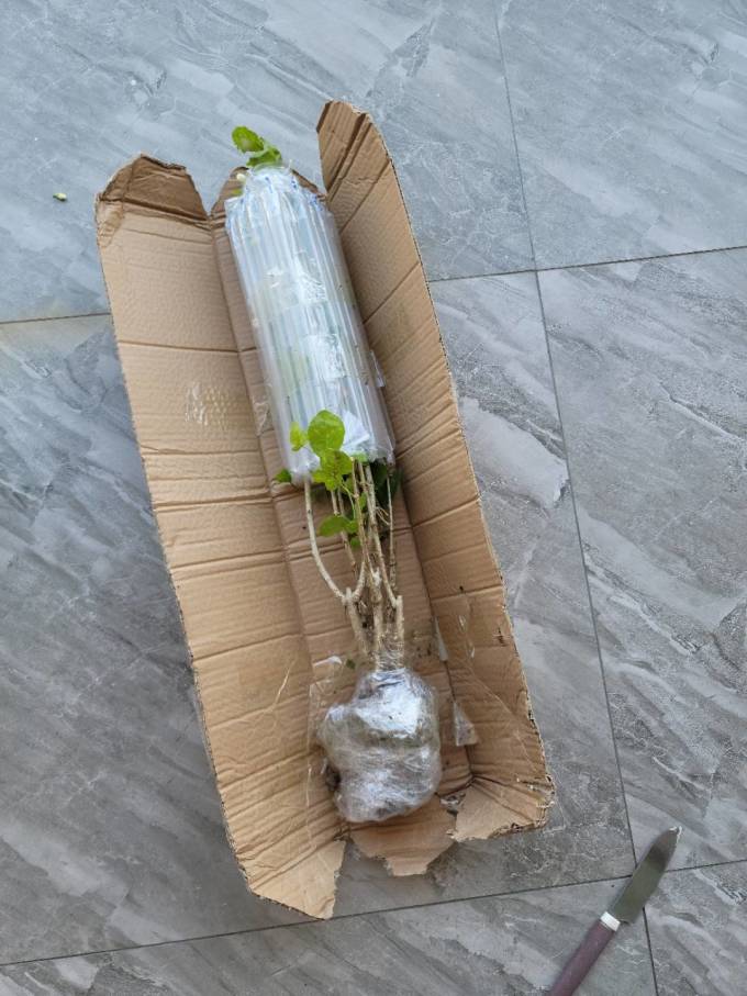 盆栽