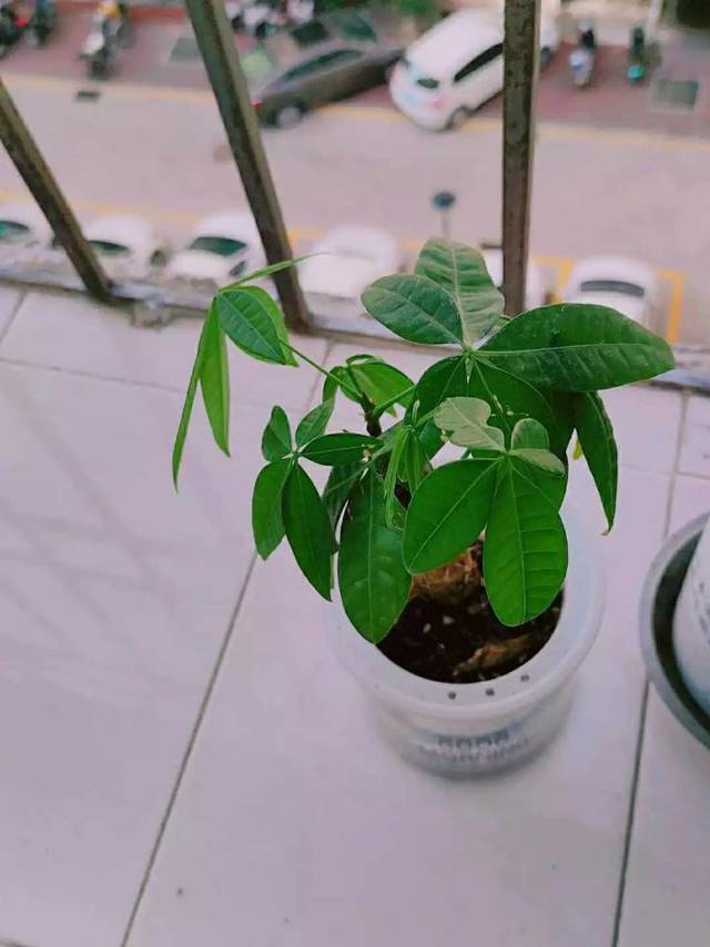 懒人盆栽