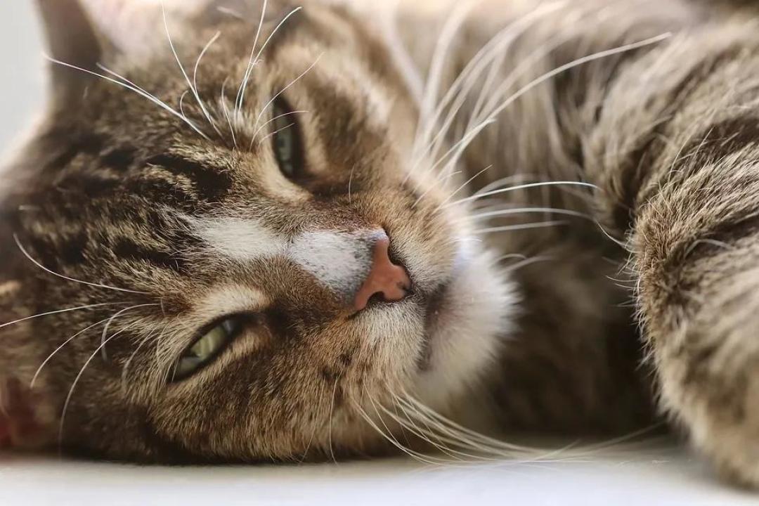 想挑只健康活泼的猫咪，可到家一周后就病危了？正确选猫指南来袭！