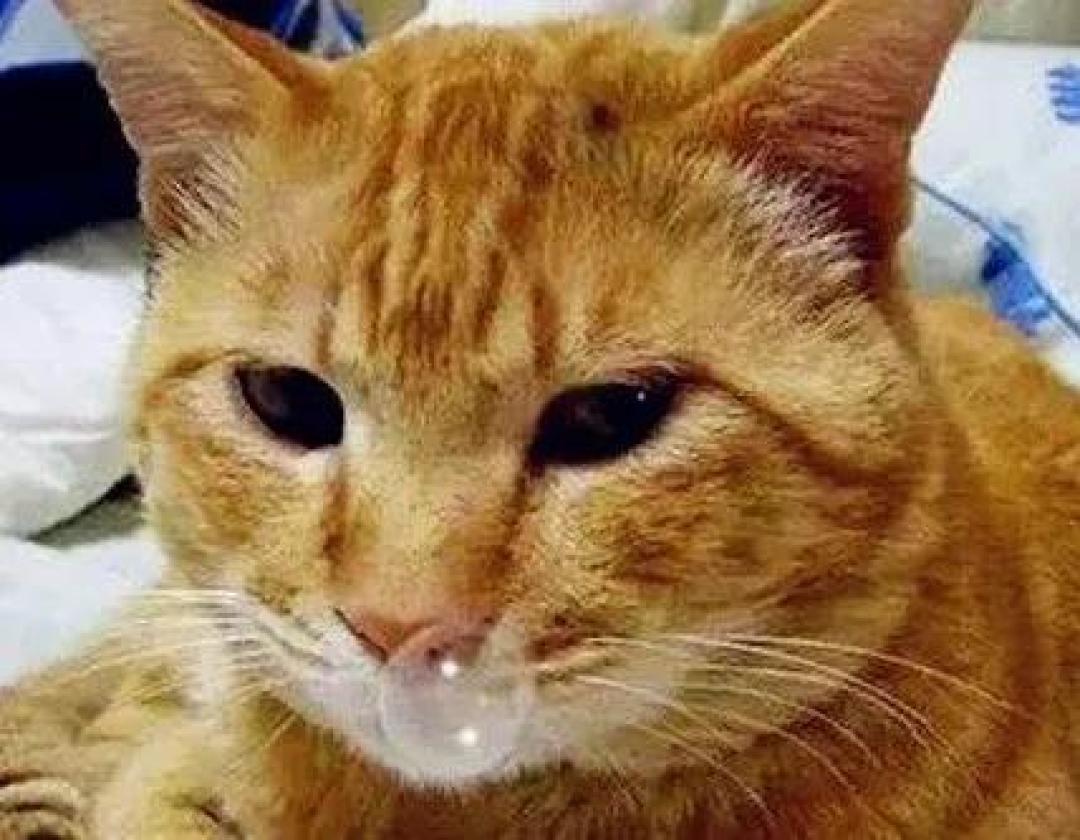 想挑只健康活泼的猫咪，可到家一周后就病危了？正确选猫指南来袭！