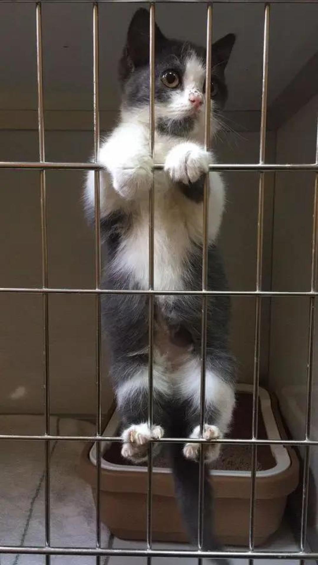 想挑只健康活泼的猫咪，可到家一周后就病危了？正确选猫指南来袭！