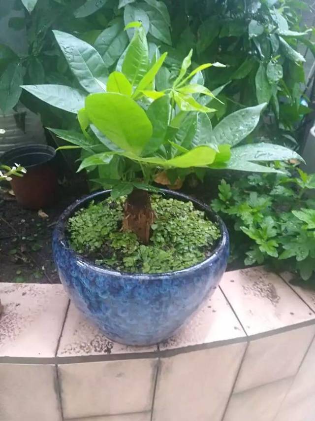 发财树