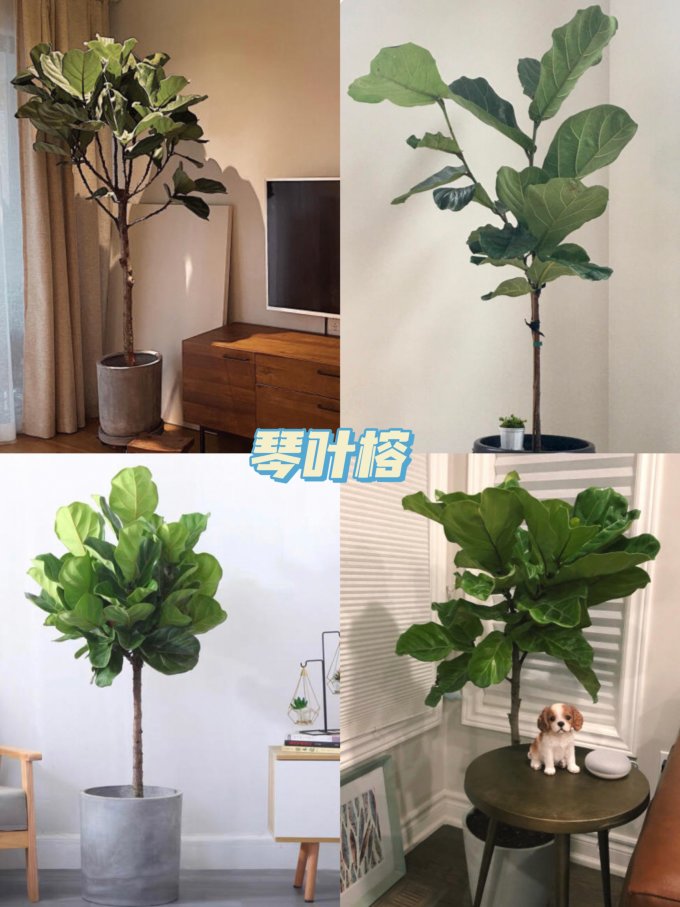 盆栽