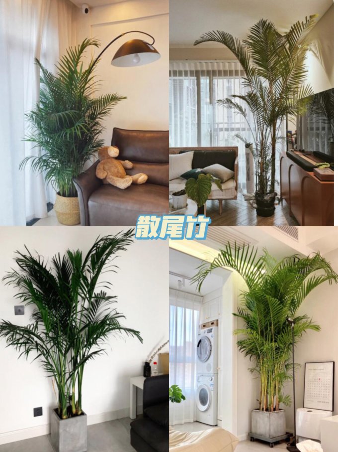 盆栽