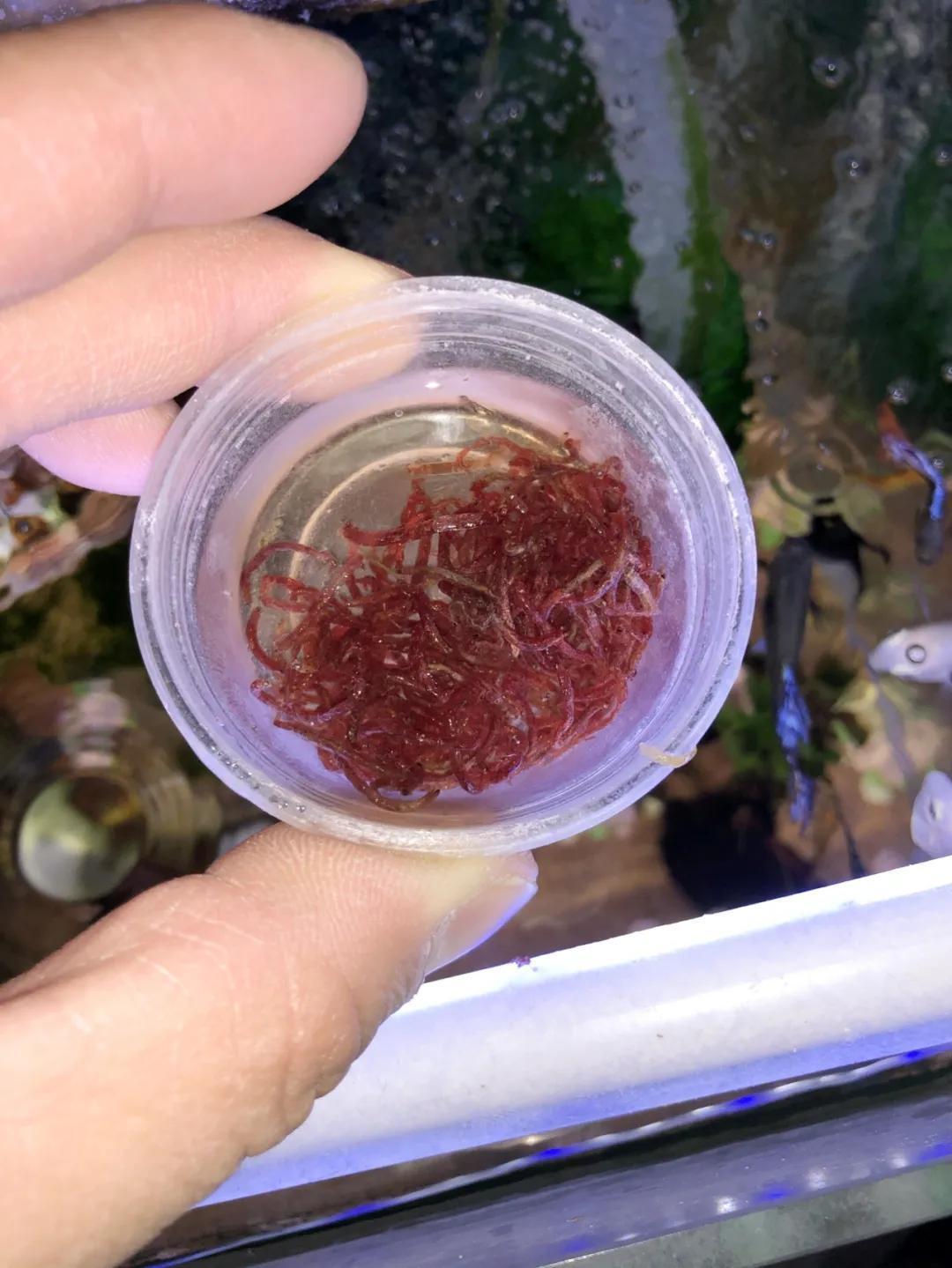 鱼以食为天，每天喂的鱼粮，你真的了解吗？