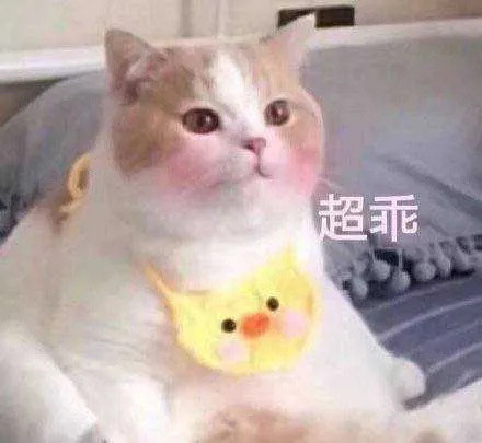 猫咪奇怪冷知识——“为什么我觉得猫是很恐怖的动物？”可能你得了恐猫症！