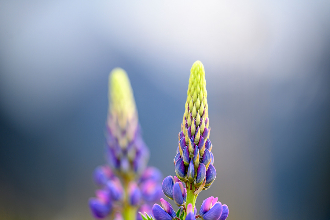 尼克尔“电磁炮”Z 70-200mm f/2.8 VR S评分出炉，DXOMARK评测38分